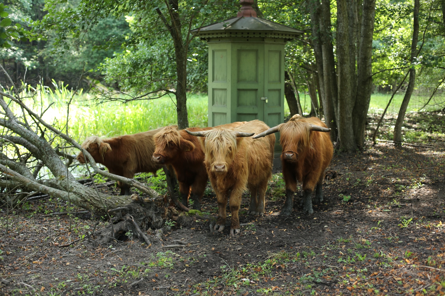 ハイランドキャトル